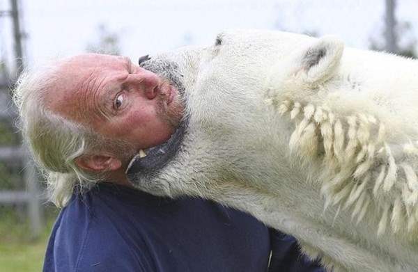 дружба с белым медведем4