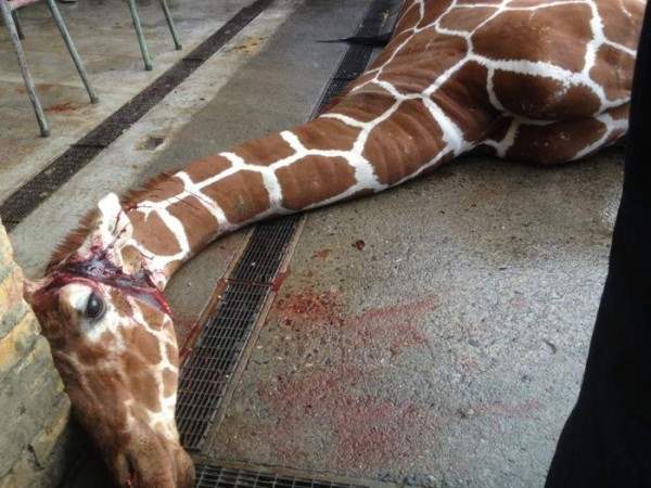 убийство жирафа4