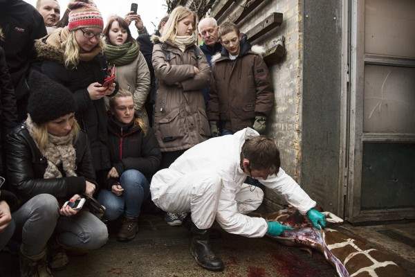 People look on as a veterinarian cuts apart the giraffe Marius after it was killed in Copenhagen Zoo