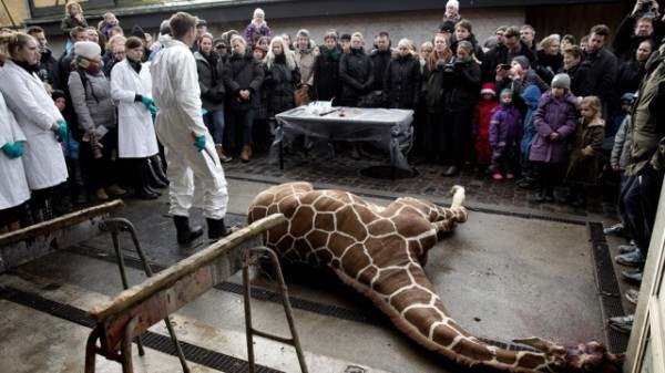 убийство жирафа9