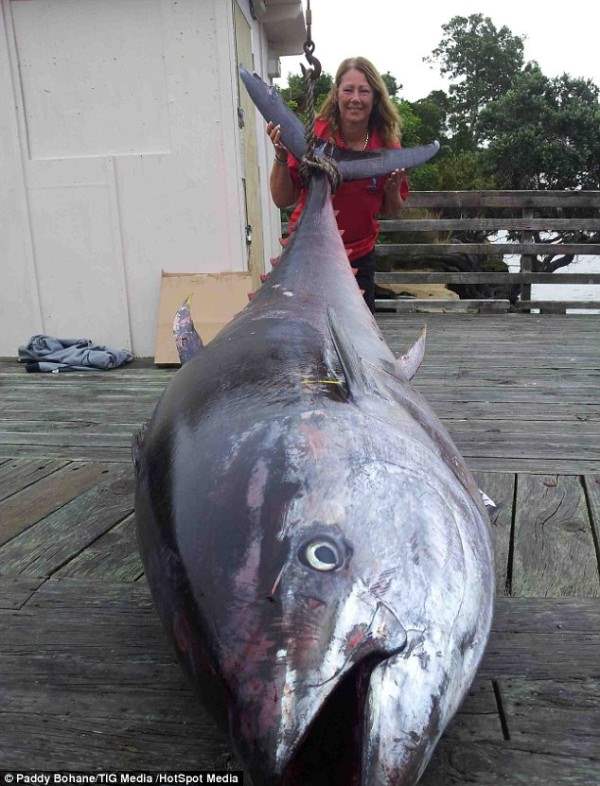 огромный тунец