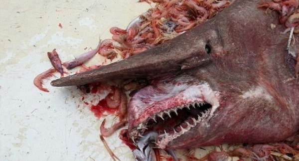 гоблиновая акула
