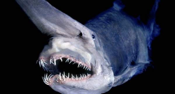 гоблиновая акула3