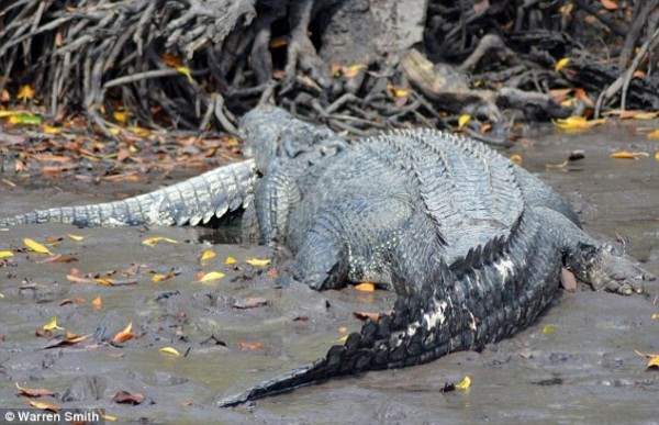 крокодил съел крокодила