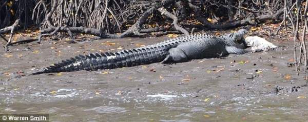 крокодил съел крокодила2