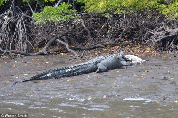 крокодил съел крокодила3