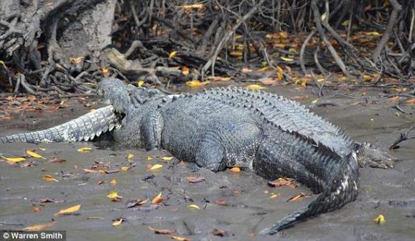 крокодил съел крокодила4