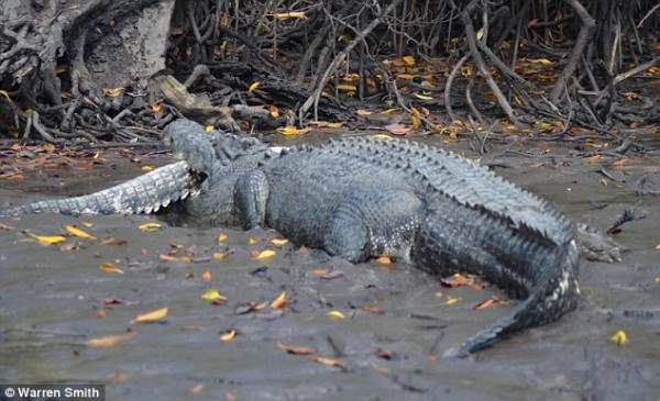 крокодил съел крокодила5