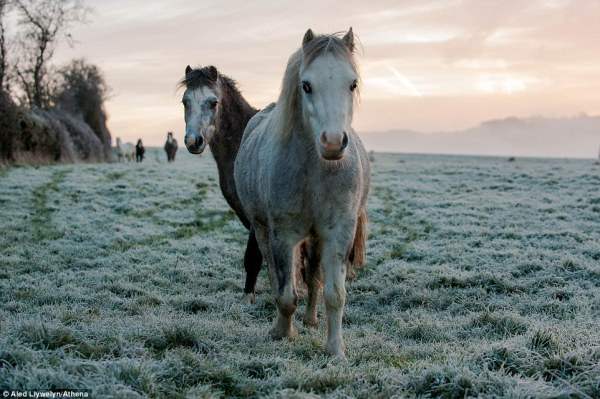 Лошади на поле, покрытом инеем в Картмане (Южный Уэльс) сегодня утром.