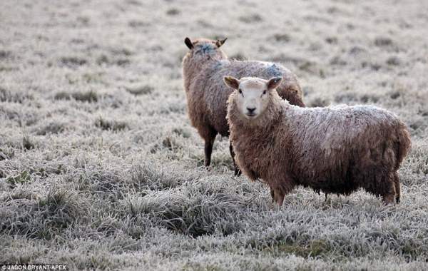 Пара овец пасется морозным утром в Дитчит Хилл.