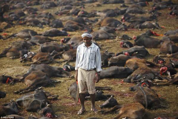 Поле убийства: фестиваль проходит в течение двух дней и стартовали массовые убийства буйволов, после чего сотни тысяч животных были принесены в жертву богине.