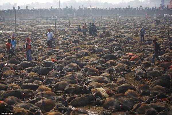 Подношение богам: Тысячи буйволов лежат мертвыми в поле после приношения  в жертву для религиозного праздника в районе границы с Индией в Непале 