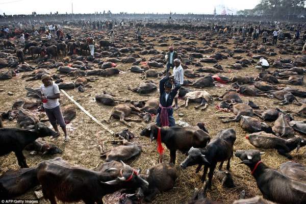 Религиозное убийство: мясник готовится убить буйвола во время массового убоя животных возле храма богини власти.