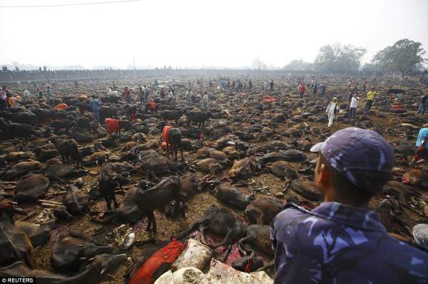 Хорошее начало: В первый день было убито более 6000 буйволов.