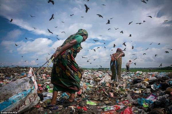 Непосильный труд: мусорщики разбирают  груды гниющих отходов, чтобы заработать достаточно денег, чтобы выжить. 