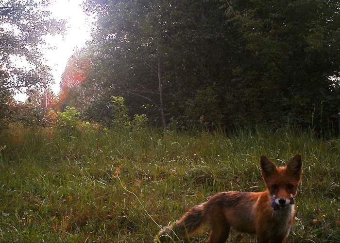 chernobyl-wildlife-camera-traps (4)