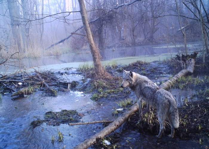 chernobyl-wildlife-camera-traps (9)