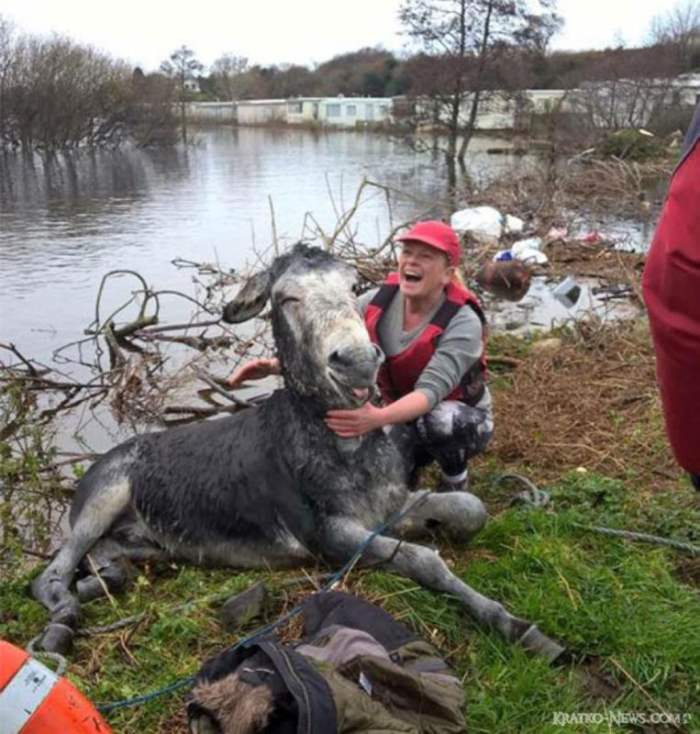 Осел улыбается после спасения от наводнения в Ирландии
