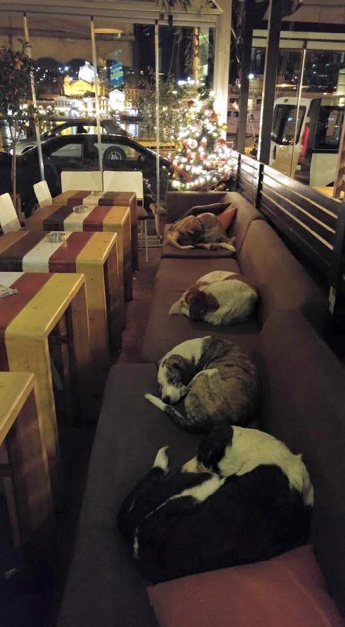 В Греции кофейня ночью принимает собак, давая им кров