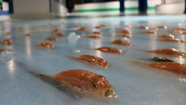 Японский парк замороженные рыбы