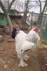 Цыпленок Брахмы