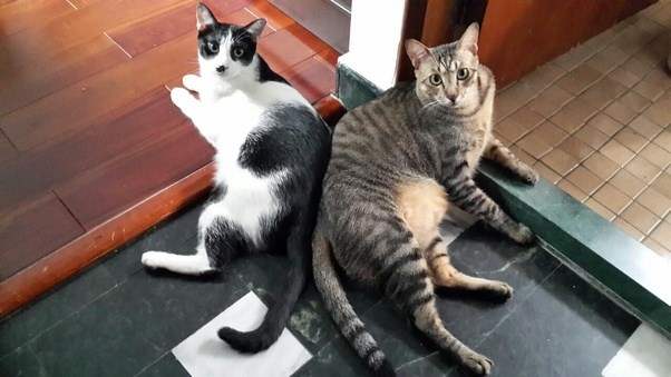 Коты Тайвань