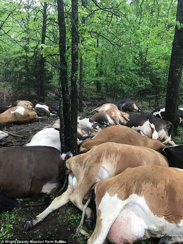Коровы Миссури