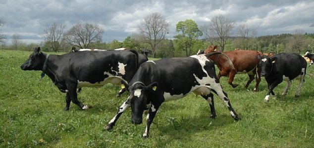 Коровы Швейцария