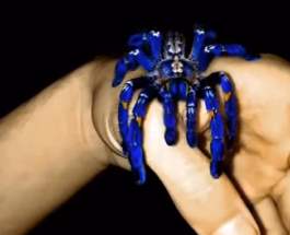 Синий тарантул