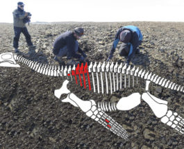 Плезиозавр Антарктида