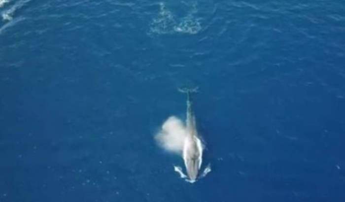 Синий кит красное море
