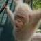 орангутанг альбинос