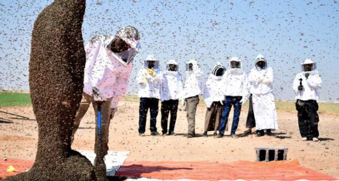 Пчелы, Табу, Саудовская Аравия.