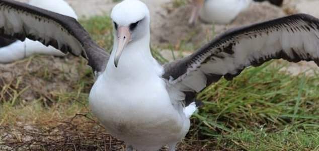 стрейший альбатрос