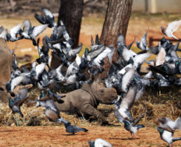 Голуби летают вокруг маленького носорога
