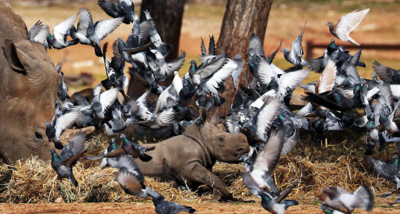 Голуби летают вокруг маленького носорога