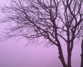 розовый туман
