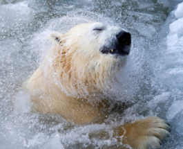 Белый медведь Феликс купается в бассейне в зоопарке в Красноярске