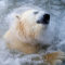 Белый медведь Феликс купается в бассейне в зоопарке в Красноярске