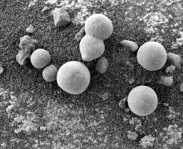 Марс грибы