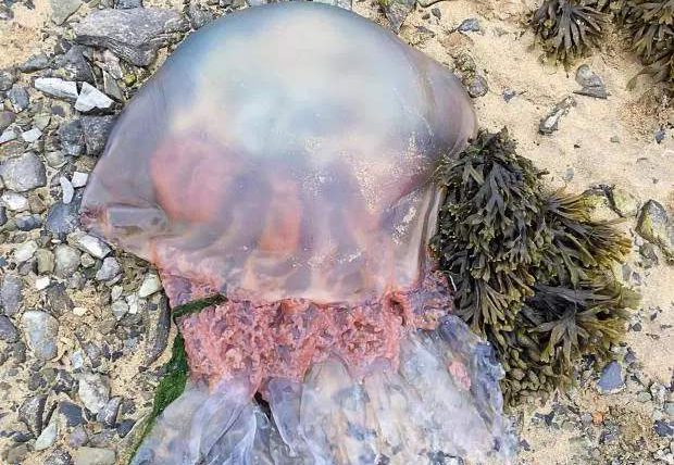 Британия медузы.