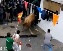 бык убил человека