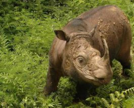 сумаританский носорог