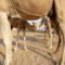 Верблюды на ферме в деревне Аден