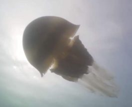 огромная медуза