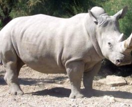 белый носорог
