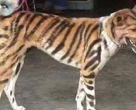 собака тигр