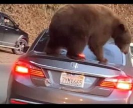 медведь на авто