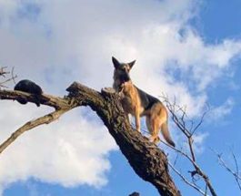 собака на дереве