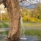 черногория дерево вода